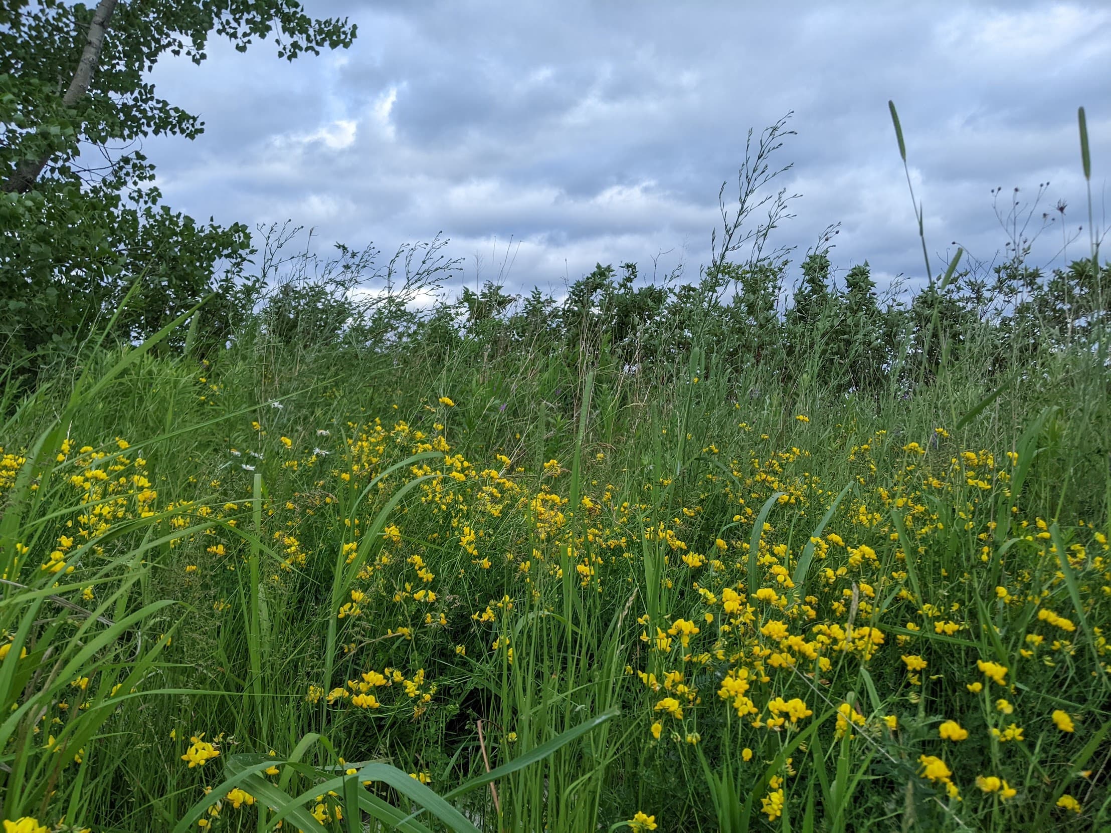Wooden bridge in forest