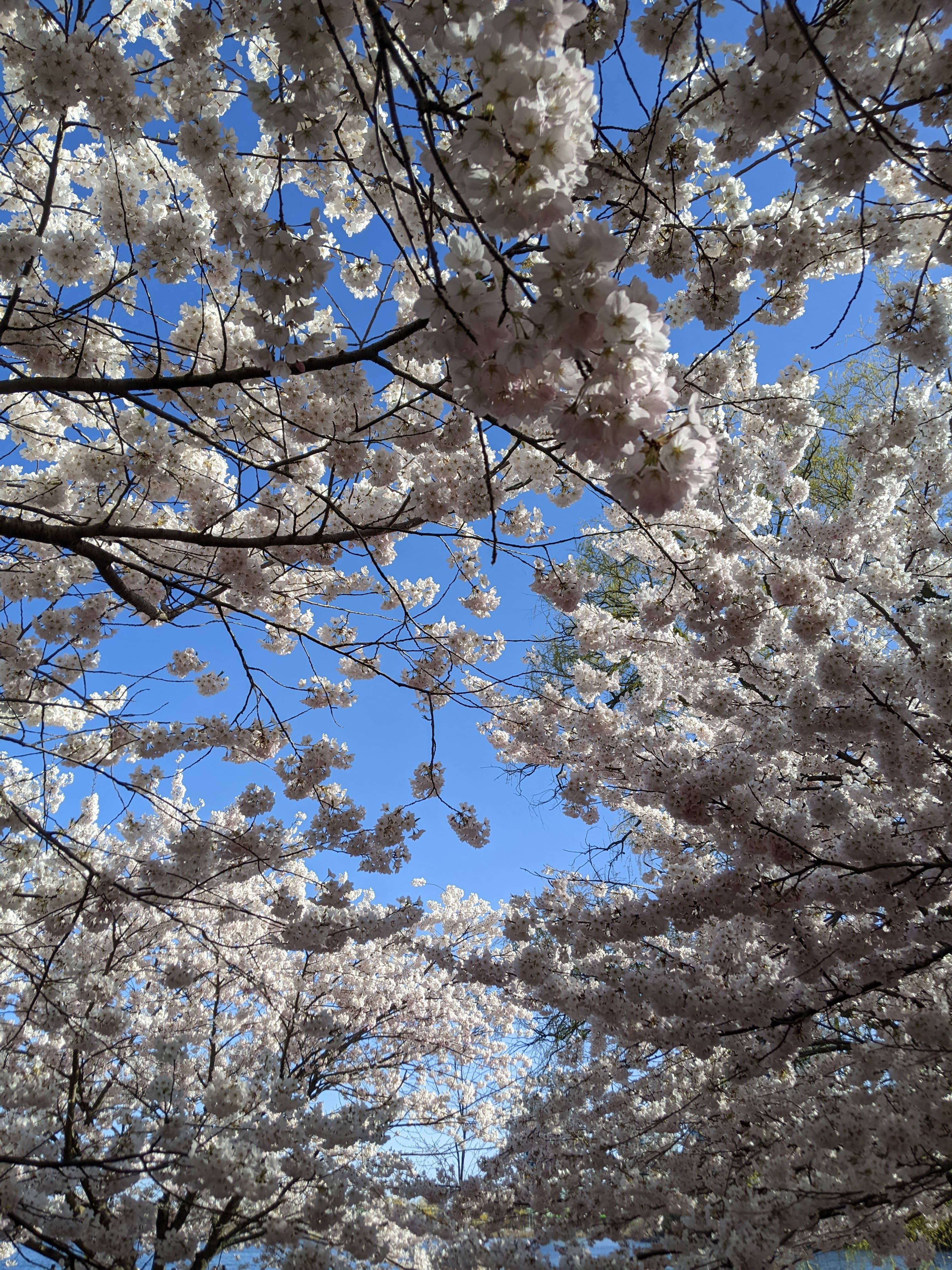 Wooden bridge in forest