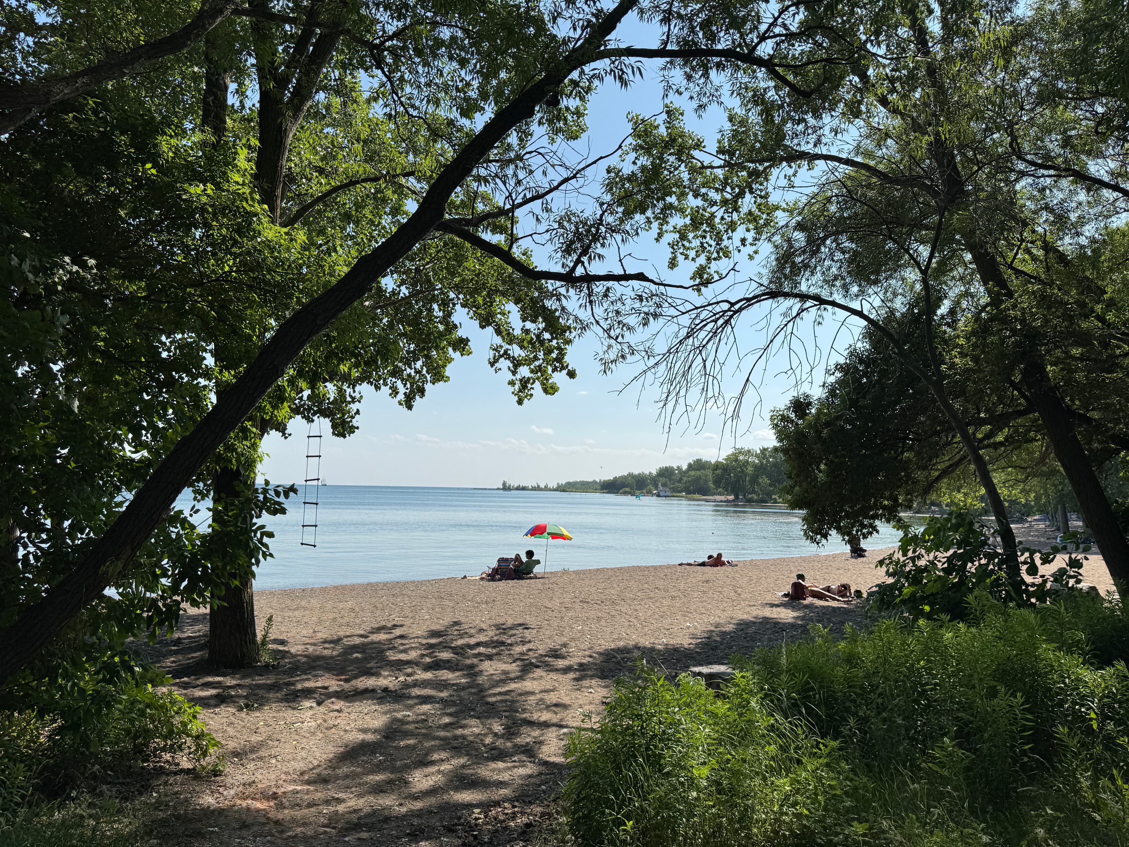 Wooden bridge in forest